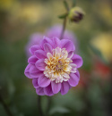 Anemondahlia ''Take Off'' 1 szt