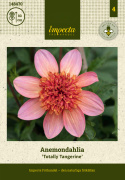 Anemondahlia 'Totally Tangerine', około 7-10 cm średnicy, kwiaty otwarte, od koralowo-różowych do morelowych, proste kwiaty z dużą i gęstą, pomarańczową koroną środkową.
