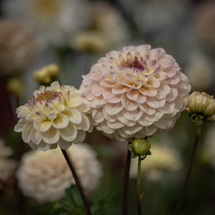 Pompondahlia 'Bolt', duże, gęste, perfekcyjnie kuliste kwiaty w miękkim kremowożółtym do kremowego z pudrowym różem.