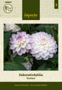 Dalia dekoracyjna ''Eveline'' 1 szt