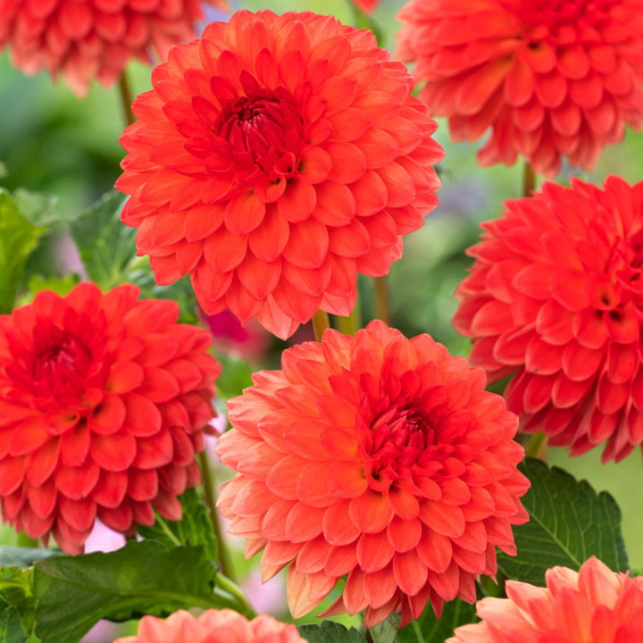 Pompondahlia 'Safe Shot', duże, gęste, idealnie kuliste kwiaty w żywym odcieniu pomarańczowego do koralowo-różowego.