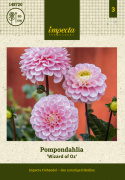 Pompondahlia 'Wizard of Oz', Urocza pompondahlia o kwiatach wielkości około 8-10 cm, gęstych, idealnie kulistych, w jasnoróżowym pastelowym kolorze.