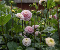 Pompondahlia 'Wizard of Oz', Urocza pompondahlia o kwiatach wielkości około 8-10 cm, gęstych, idealnie kulistych, w jasnoróżowym pastelowym kolorze.