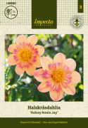Dalia groniasta „Kelsey Annie Joy” 1 szt.