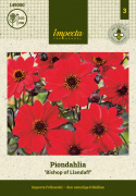 Piondahlia '''Biskup Llandaff''' 1 szt