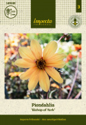 Piondahlia ''''Biskup Yorku'''' 1 szt