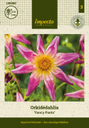 Orchidea dalia ''''Fancy Pants'''' 1 szt