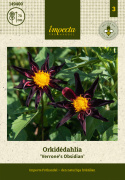 Orchidea dalia ''''Verrone''''s Obsidan'''' 1 szt.