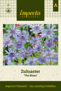 Zuluaster 'The Blues' Liczne niebieskie kwiaty z pierścieniowymi płatkami na delikatnych liściach.