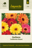 Gerbera 'California Giants' roślina doniczkowa z kwiatami w kolorach purpury, czerwieni, pomarańczy i żółci