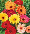 Gerbera 'California Giants' roślina doniczkowa z kwiatami w kolorach purpury, czerwieni, pomarańczy i żółci