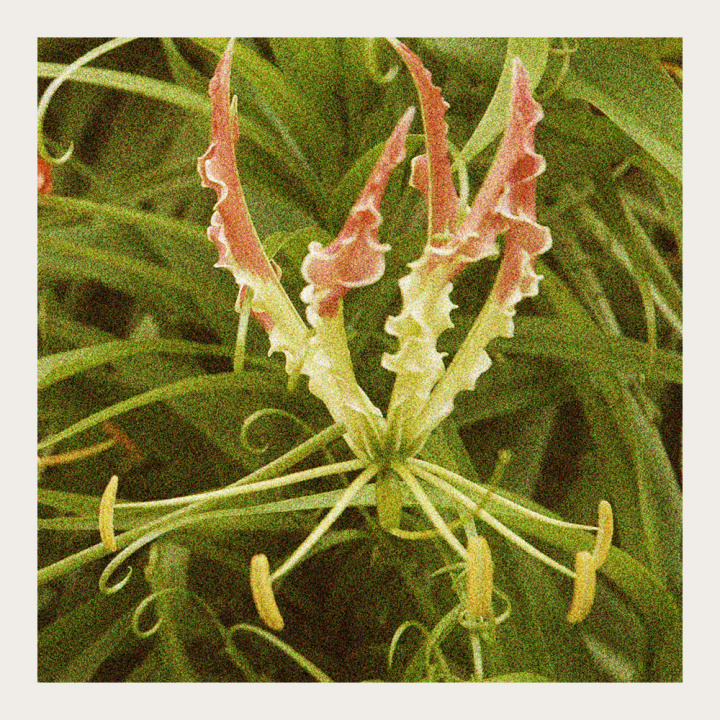 Lilia pnąca, dekoracyjna roślina doniczkowa, również bardzo piękna do cięcia.