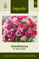Atlasblomma F1 'Dwarf Satin' jest wyjątkowo niska i doskonała do donic oraz skrzynek.