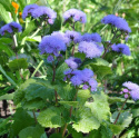 Jednoroczne ageratumy Blue Mink