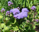 Jednoroczne ageratumy Blue Mink