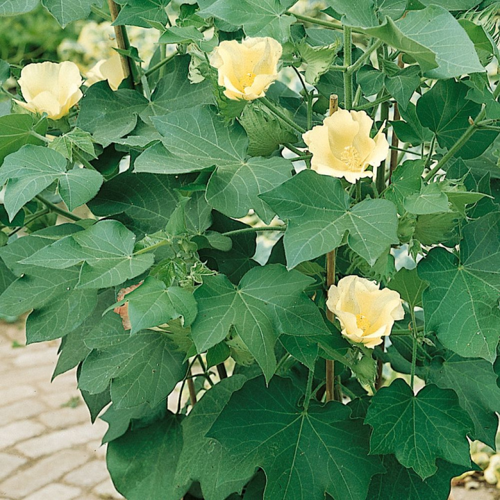 Indyjska bawełna tworzy torebki nasienne z prawdziwą bawełną.