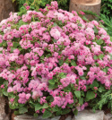 Ageratum-Pink Ball to tradycyjna letnia roślina kwitnąca o jasno różowych kwiatach.