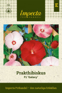 Prakthibiskus F1 'Galaxy' imponujące wielkie kwiaty w czerwonych, różowych i białych odcieniach.