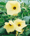 Solokra 'Sunset' Rzadki gatunek o jasnożółtych kwiatach z purpurowo-czerwonym oczkiem.
