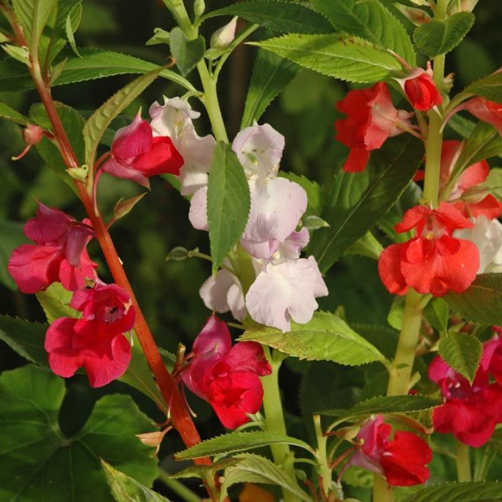 Balsamina Tradycyjny kwiat babci z kwiatami w odcieniach czerwieni i bieli