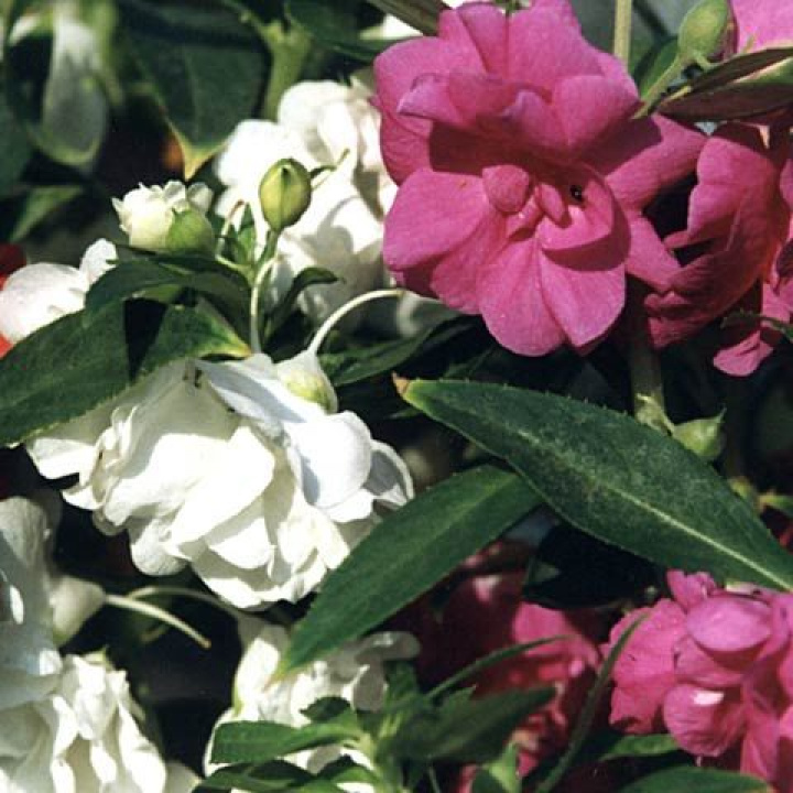 Balsamina 'Topknot' Tradycyjny kwiat babci tworzy krzewy z kwiatami przypominającymi róże