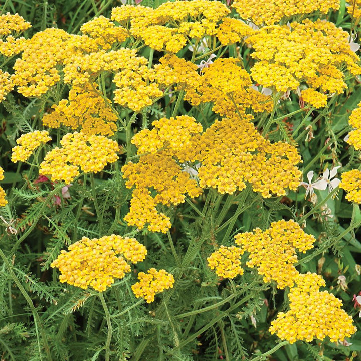 Praktröllika 'Tkanina Złota'