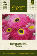 Roseneternell 'Goliath'. Klasyczna szarłata, trwała do rabat oraz na cięcie.
