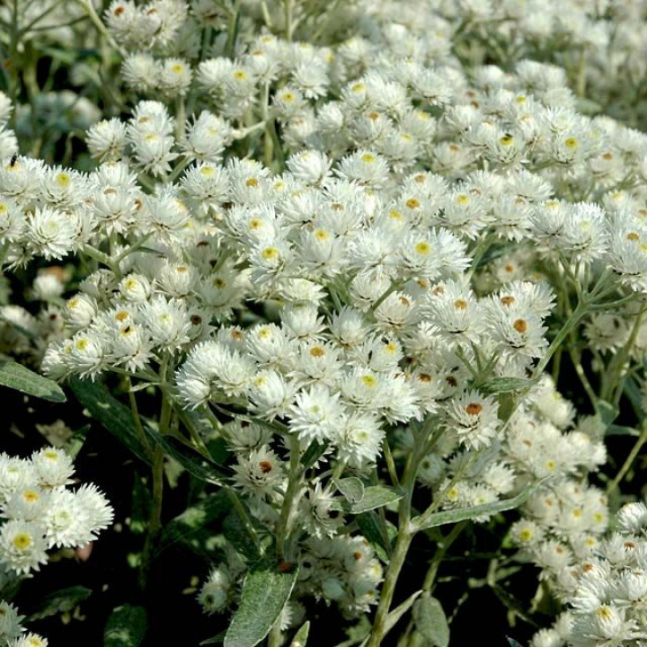 Pärleternell 'Neuschnee' Srebrnobiałe kwiaty, piękne zarówno świeże, jak i suszone