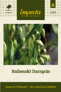 Włoskie drżące trawy, dekoracyjne trawy ozdobne z zwisającymi kłosami