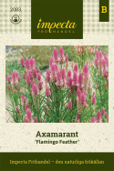 Axamarant 'Flamingo Feather' Dekoracyjny w rabatach i skrzynkach, trwały w bukietach