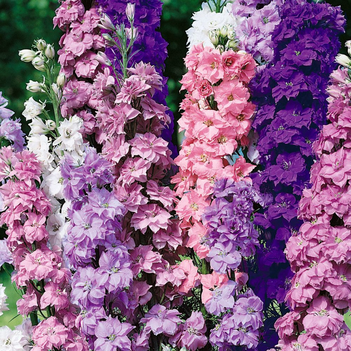 Rzymski ostróżka 'Giant Imperial' jest doskonały do suszenia i uprawy na cięcie