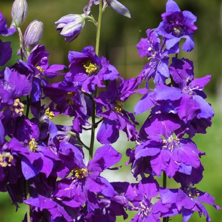 Rzymski Ostróżka 'Blue Spire' jest doskonały do suszenia i uprawy na cięcie