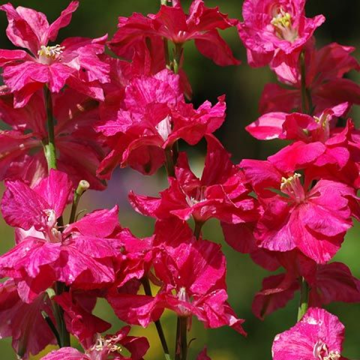 Rzymska ostróżka 'Scarlet Spire' jest doskonała do suszenia i uprawy ciętej