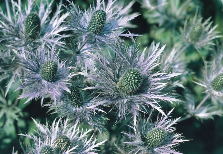 Alpmarzeń 'Superbum' Efektowna bylina do rabat i kompozycji ciętych.