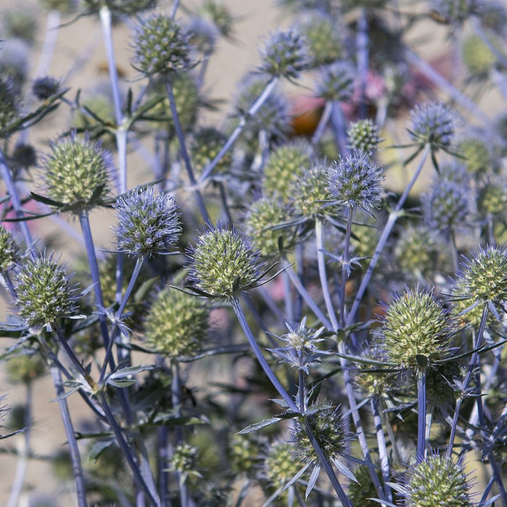 Ryska Martorn piękny kwiat cięty do świeżych lub suszonych bukietów.