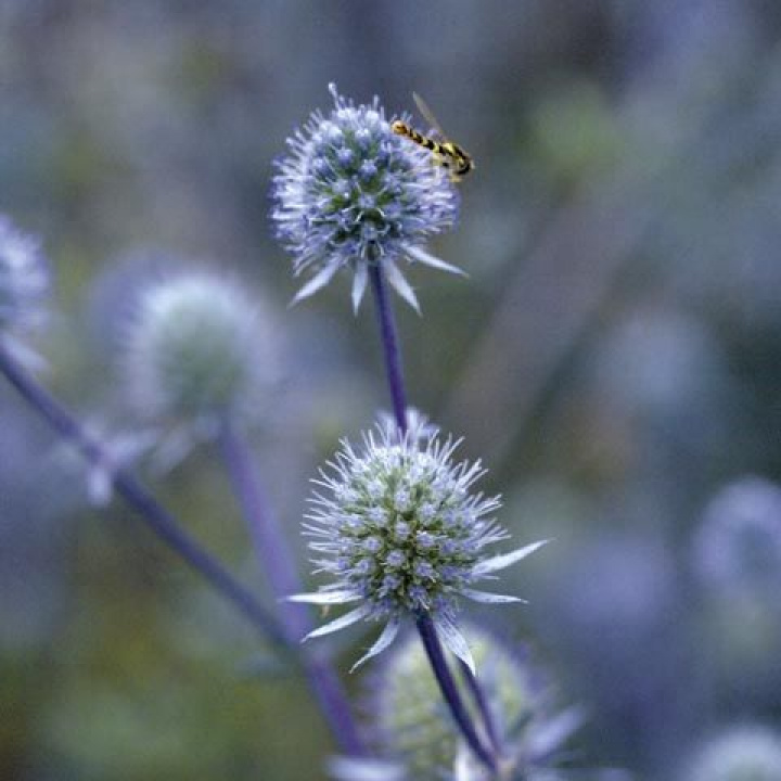 Rosyjski Martorn 'Blue Glitter' doskonała roślina do rabat oraz długi okres trwałości w bukietach.