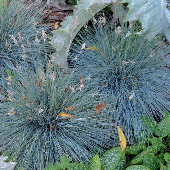 Blåsvingel 'Varna' Bardzo ładna trawa, która utrzymuje piękny kolor przez cały rok.
