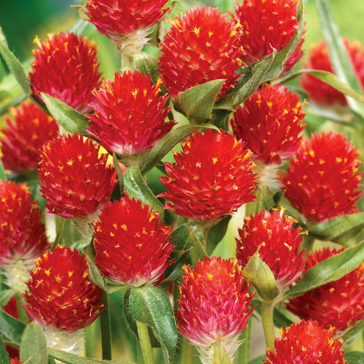 Czerwona Amarantus złocisty 'Strawberry Fields' Do suszenia, na rabaty i cięcie.
