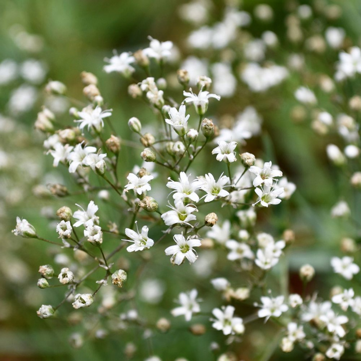 Gipsówka, Duże obłoki z wdzięcznych kwiatów. Do rabat, cięcia i aranżacji.
