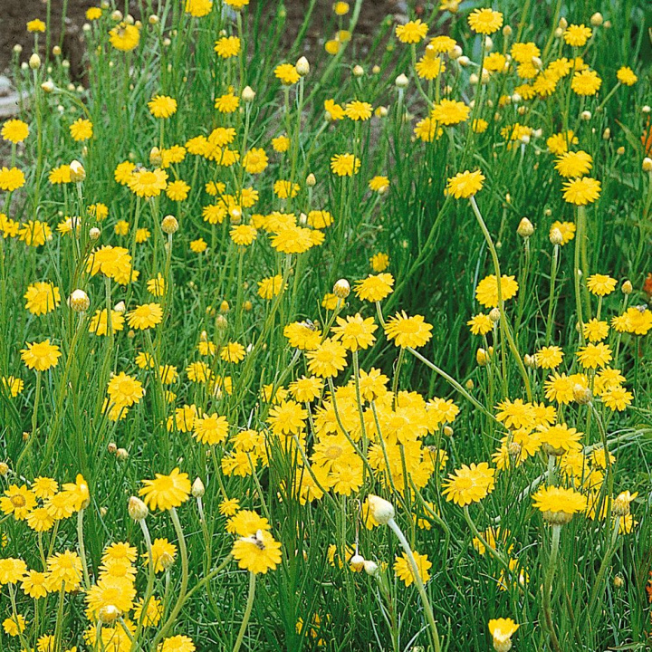 Żółty Aster gwiaździsty 'Golden Sun', ładny w bukietach. Wczesny i łatwy w uprawie.