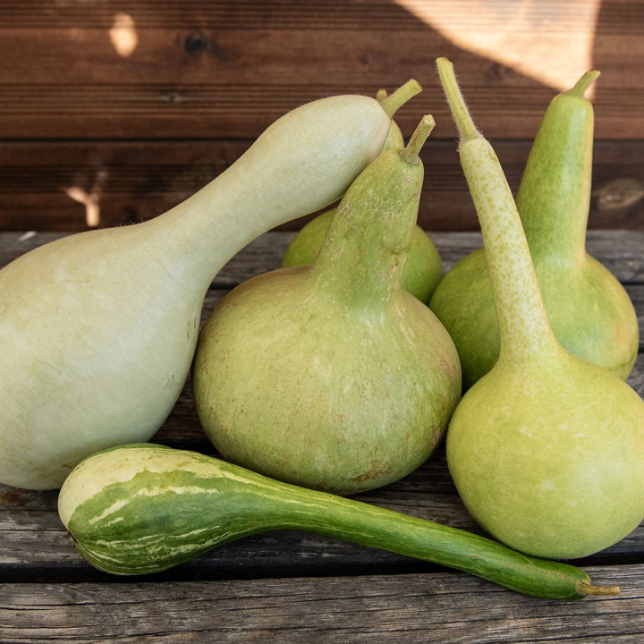 Butelka dyni może być suszona i malowana na dekoracje.