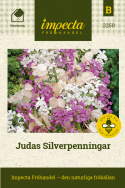 Judasz srebrzysty, piękna bylina tworząca dekoracyjne 