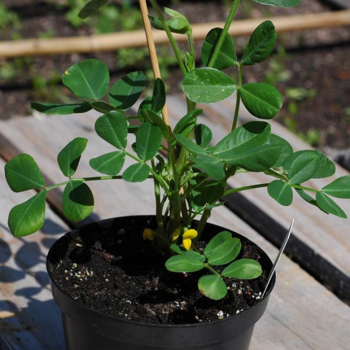 Orzech ziemny, interesująca roślina doniczkowa. Żółte kwiaty groszku pachnącego, rozwijają orzechy ziemne.