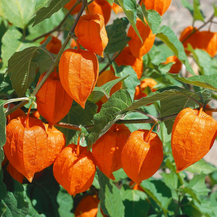 Japońska Latarnia Piękna na rabatach i jako suszona dekoracja wewnątrz. Ceniona ozdoba zimowa