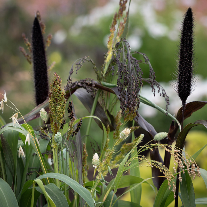 Trawy ozdobne, mieszanka traw o różnych wysokościach i kłosach lub wiechach w kilku odcieniach