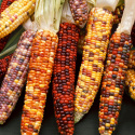 Kukurydza ozdobna, dekoracyjne, kolorowe kolby do suszenia. Do donic, grup.