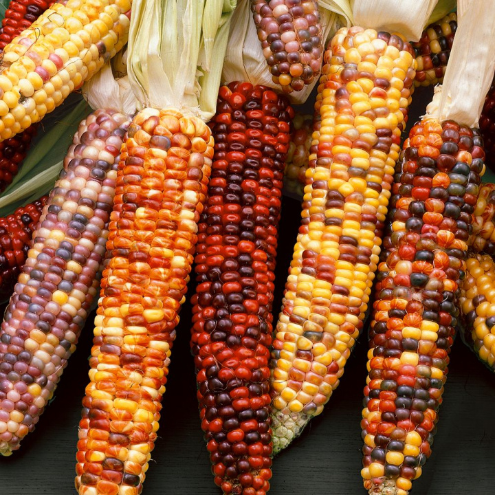 Kukurydza ozdobna, dekoracyjne, kolorowe kolby do suszenia. Do donic, grup.