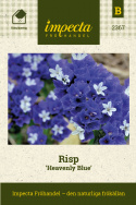 Risp 'Heavenly Blue', intensywnie niebieskie kwiaty na wysokich łodygach, piękne w bukietach.