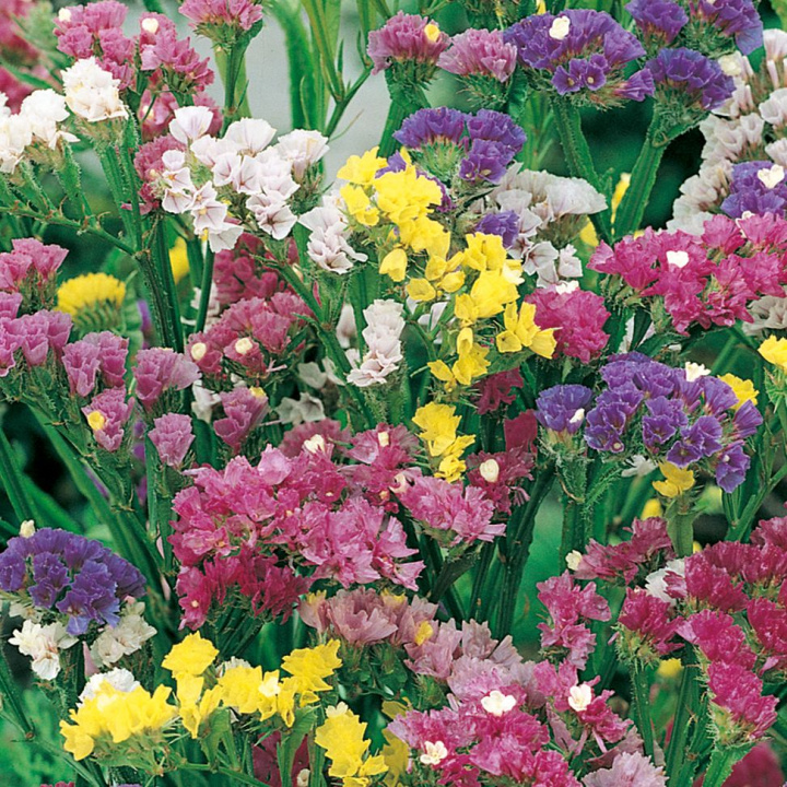 Ryż. Obfite kwiatostany o ładnej kolorystyce.