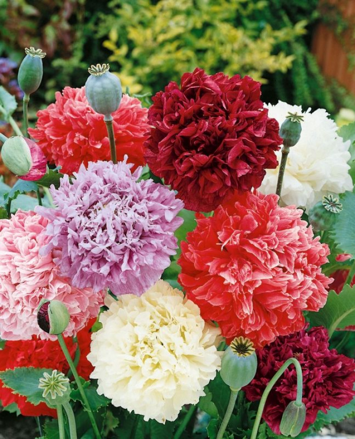 Kocanki piaskowe do rabat i łąki letniej. Torebki nasienne można suszyć, aby uzyskać piękne suszki.